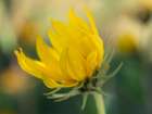 Blossom of the Maximillian sunflower, New Mexico Art Print